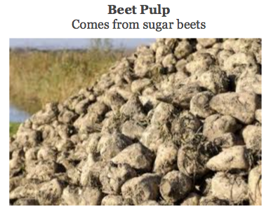 beet pulp for dogs