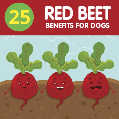 beets for dogs daily beets for dogs olewo beets for dogs daily beets for dogs olewo
