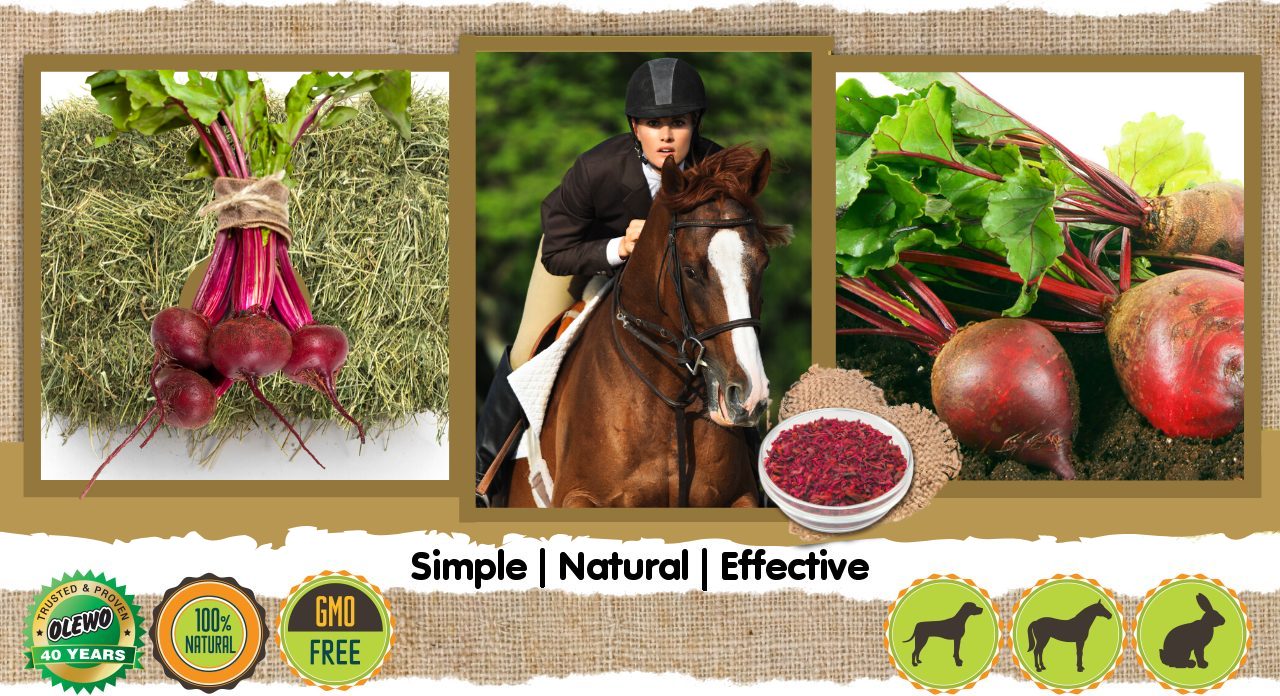 Beets for horses header Beets for horses header