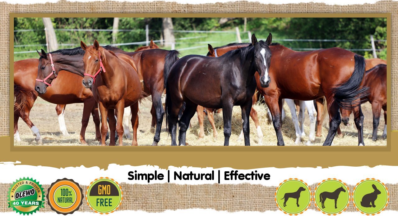 horse products header horse products header