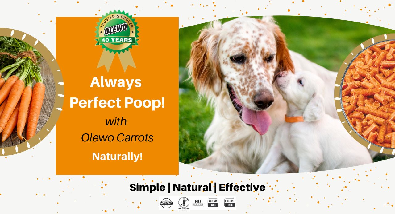 olewo carrots for dogs page olewo carrots for dogs page
