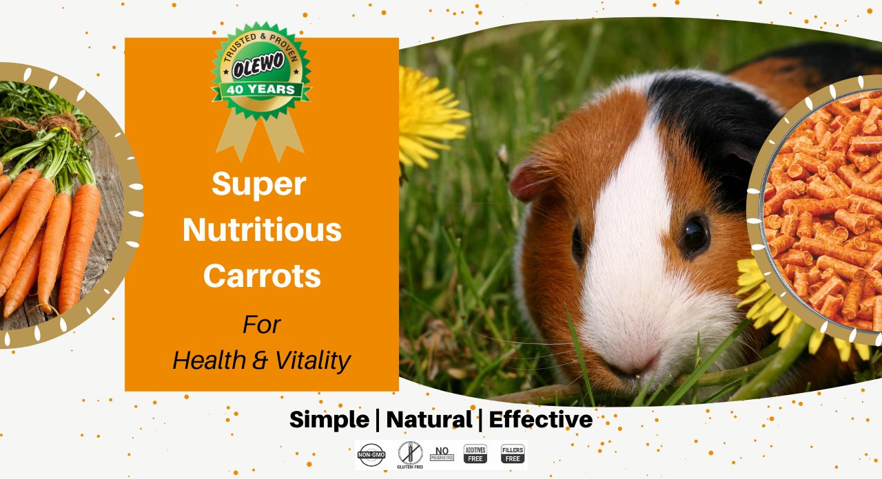 carrots for guinea pigs carrots for guinea pigs