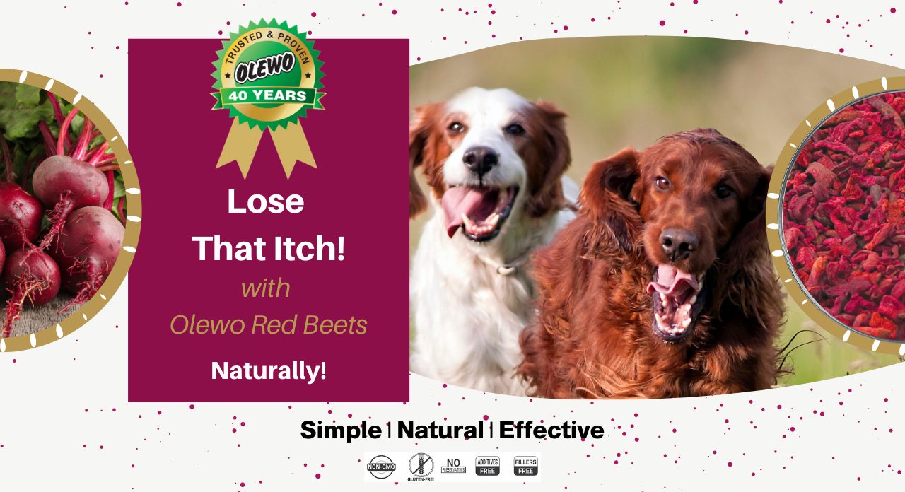 olewo red beets for dogs page olewo red beets for dogs page