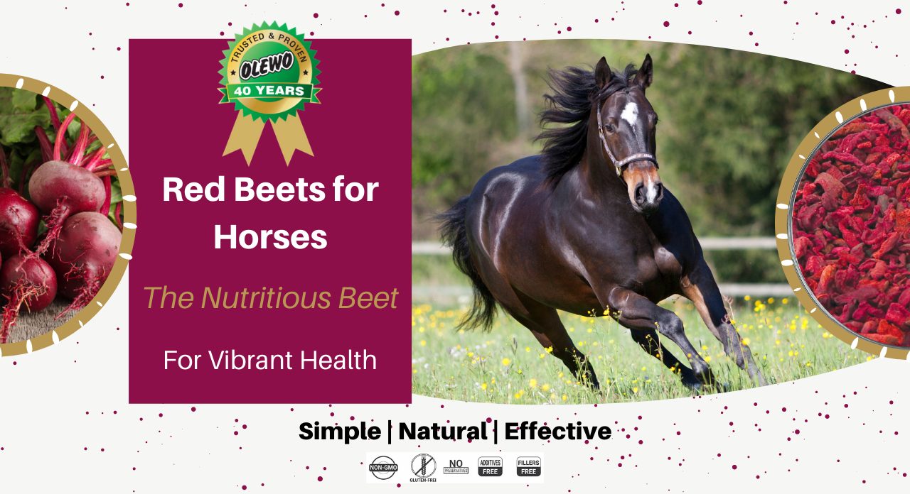 olewo red beets for horses page olewo red beets for horses page