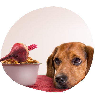 beets for dog allergies