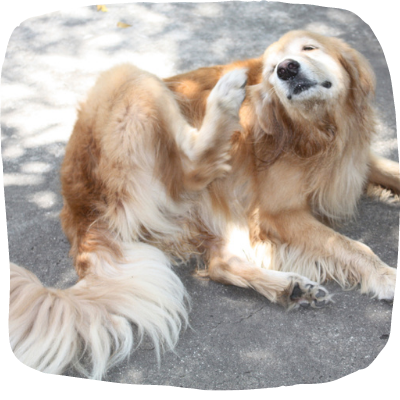 dehydrated beets for dogs